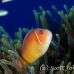 anemonefish_pink_bs_h_0705_png487.jpg